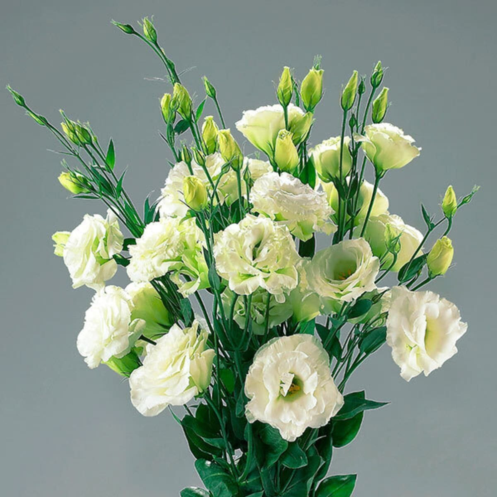 Лизиантус крупноцветковый Супер Мэджик F1 Зелёный 8шт Мировые Семена VITA GREEN