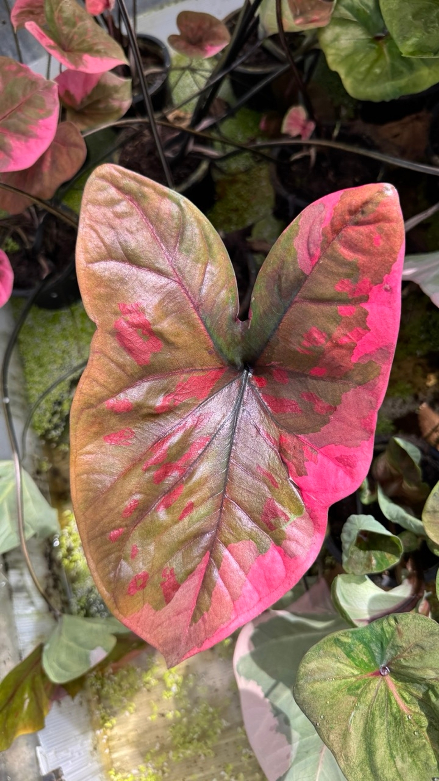 Каладиум – сорт Suang Isan