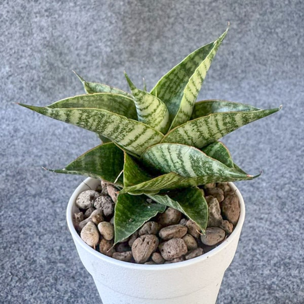 Сансевиерия SINDORO