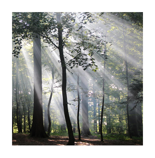 Как беречь деревья?