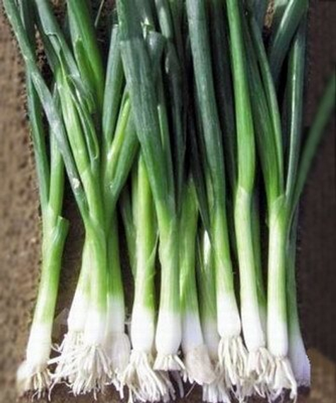 БАЙЯ ВЕРДЕ семена лука на перо (Seminis | Alexagro) – фото 2