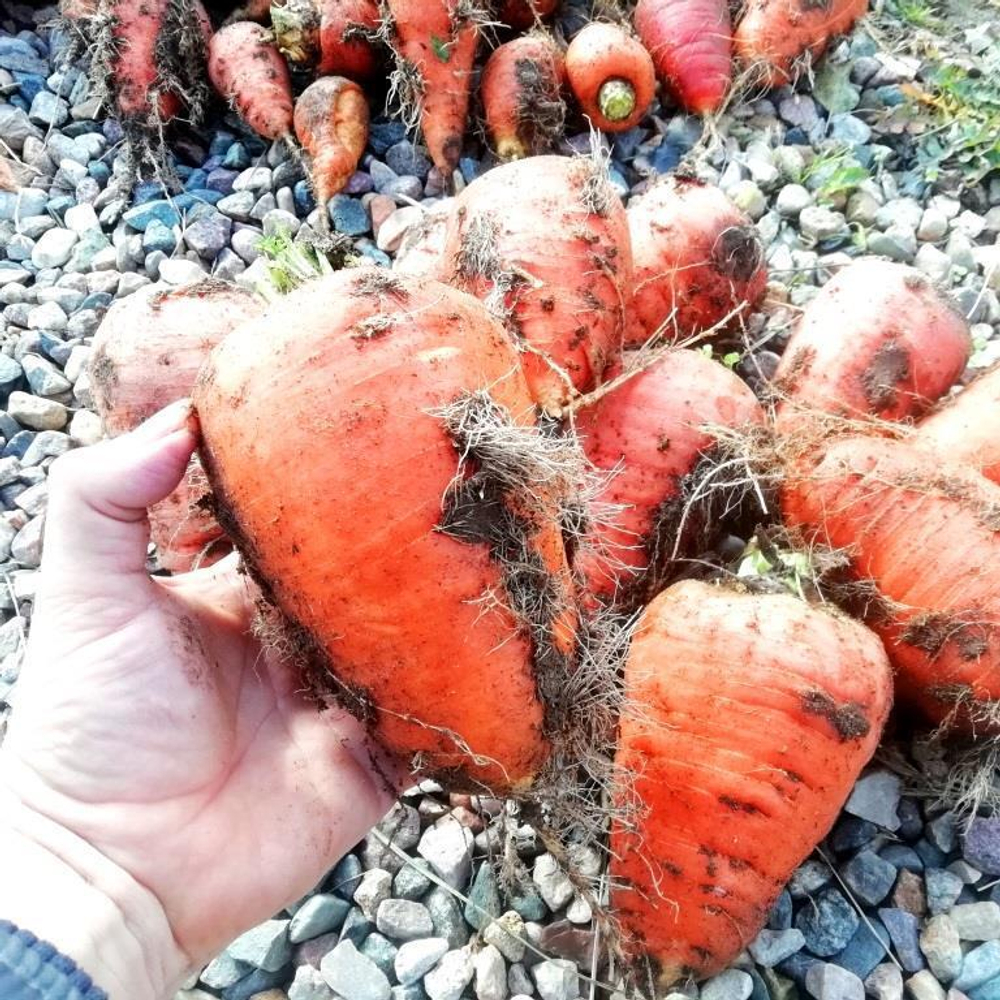 Гэрандская Древняя Крупная Полудлинная РАННЯЯ Морковь - Early Guerande Carrot