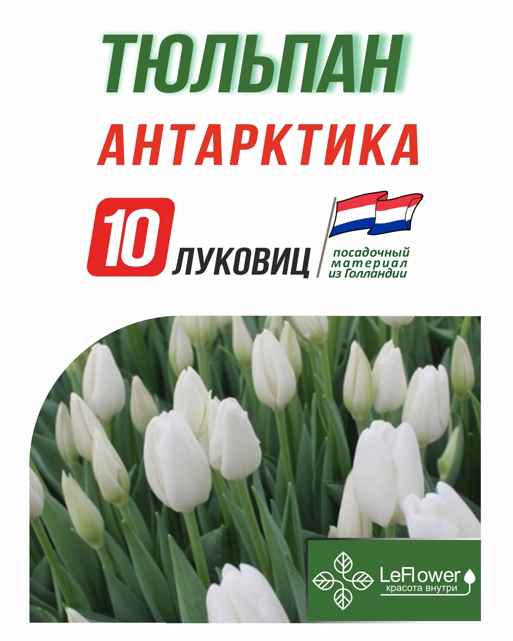 Тюльпан Луковица, Антарктика, 10шт.