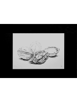 Картина, графика в паспарту 21х30 см на стену для интерьера "Грецкие орехи"