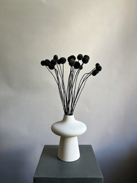 Краспедия стабилизированная черная (упак 20 шт)