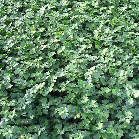 ТИТАН семена петрушки (Bejo | Alexagro) – фото 2