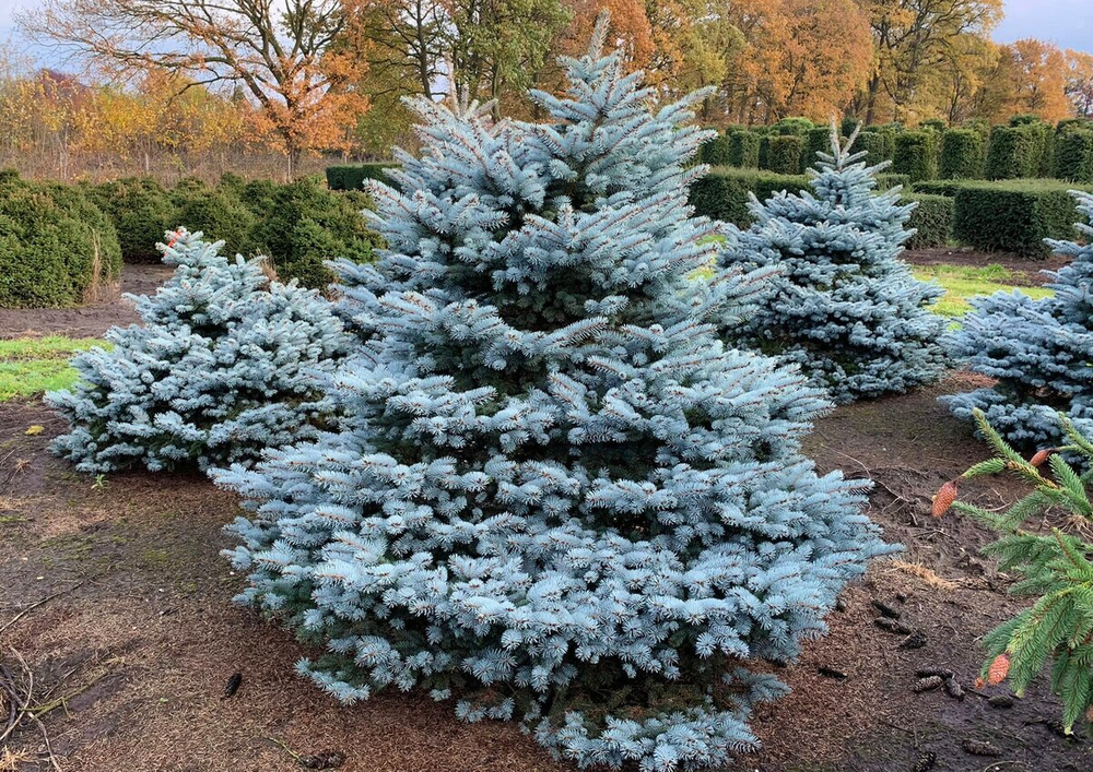 Ель колючая 'Glauca Globosa'