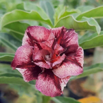 Адениум VELOUR DAWN