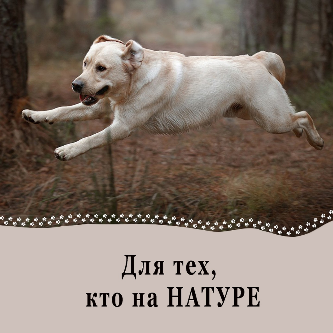 Натуральное питание у собак.