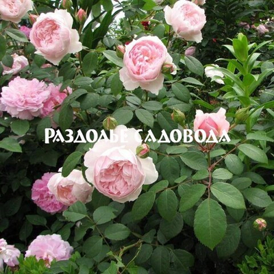 Роза Висли 2008, Д.Остин кустарниковая