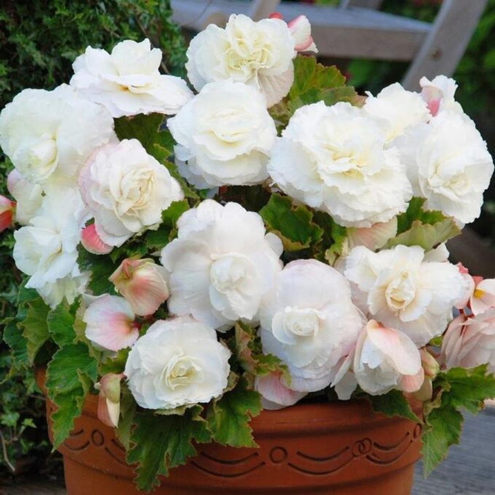 Бегония Мультифлора Максима Белая