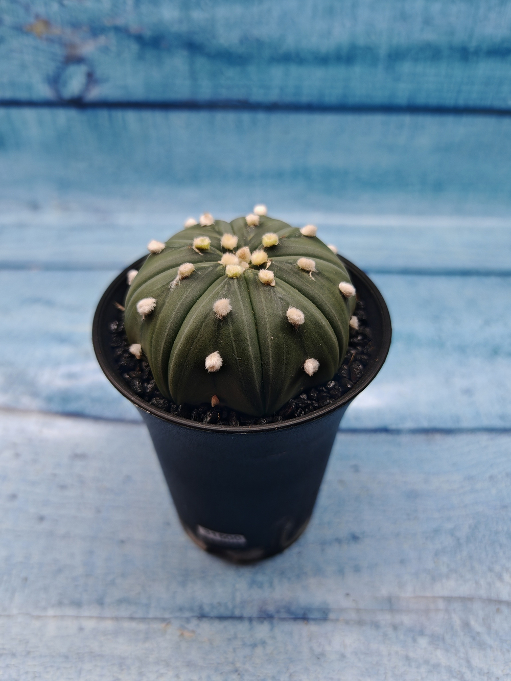 Astrophytum Asterias (Астрофитум)