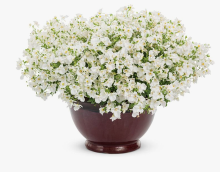 ЕВРО Диасция