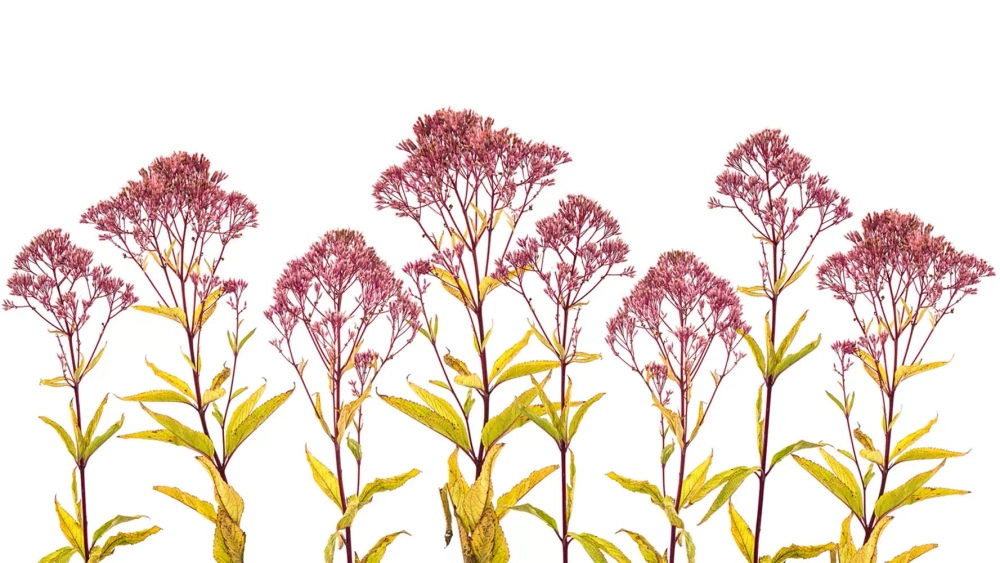 Цифровое панно ID Wall LILAC