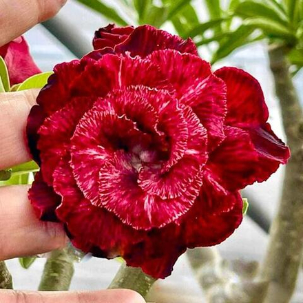 Адениум RED WAKIEW