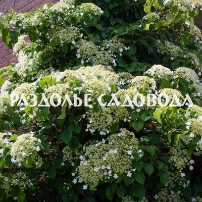 Гортензия необычная