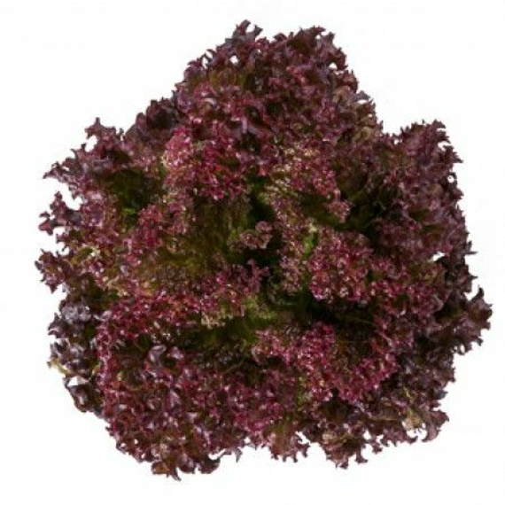 САТИН семена салата (Rijk Zwaan | Alexagro) – фото 5