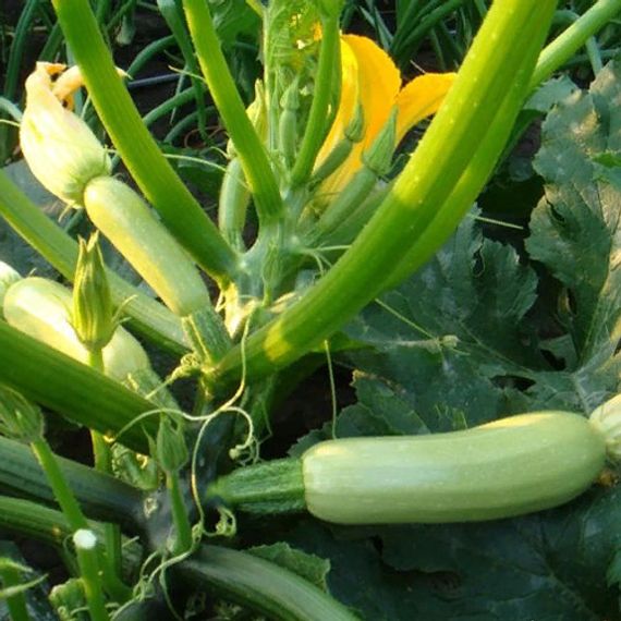 СИРЕНА F1 семена кабачка Syngenta купить