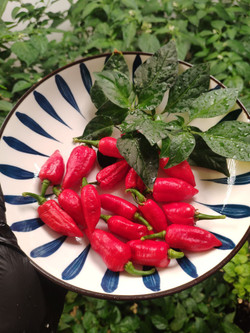Семена острого перца Язык Дьявола (Devil's Tongue Red) 25шт