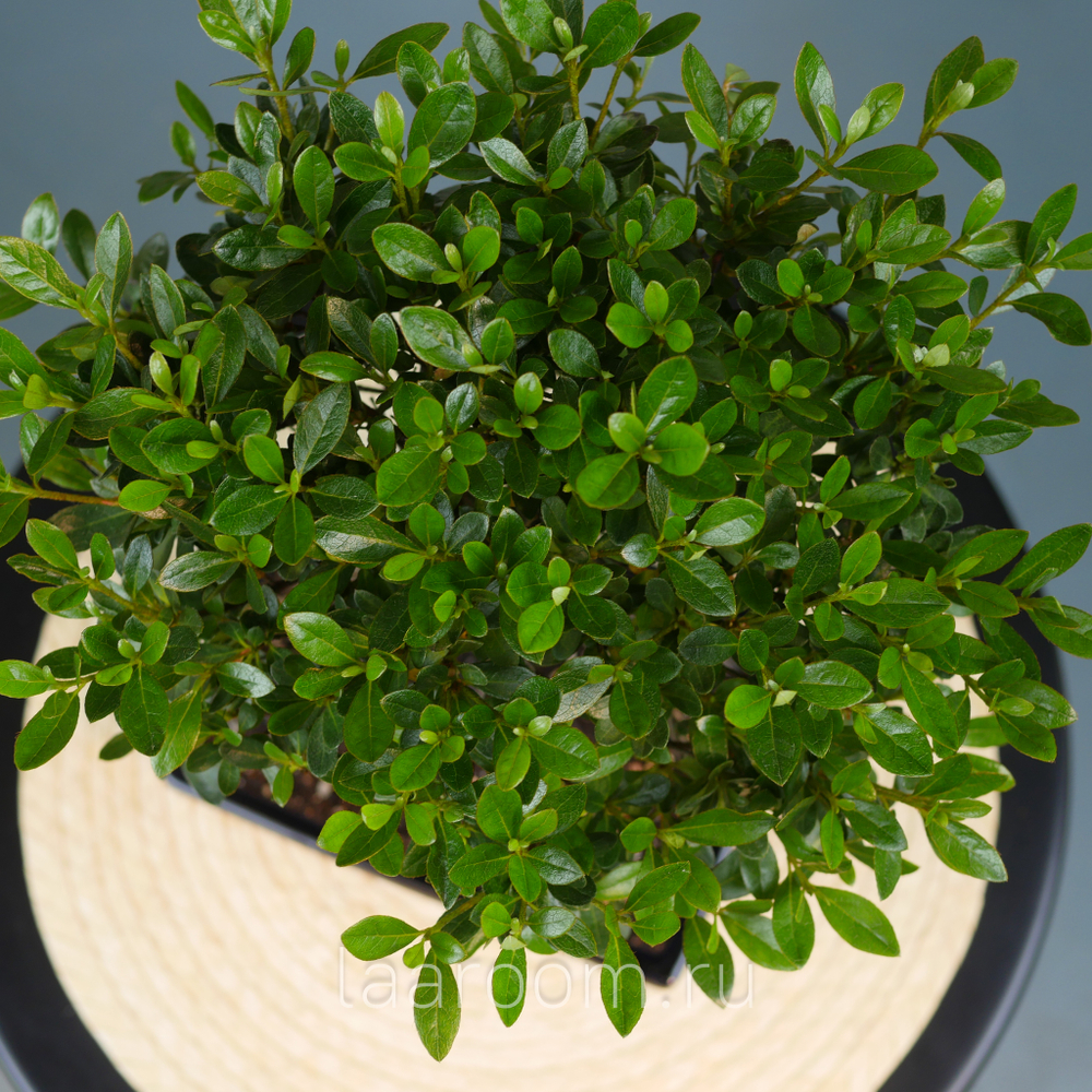 Бонсай Азалия