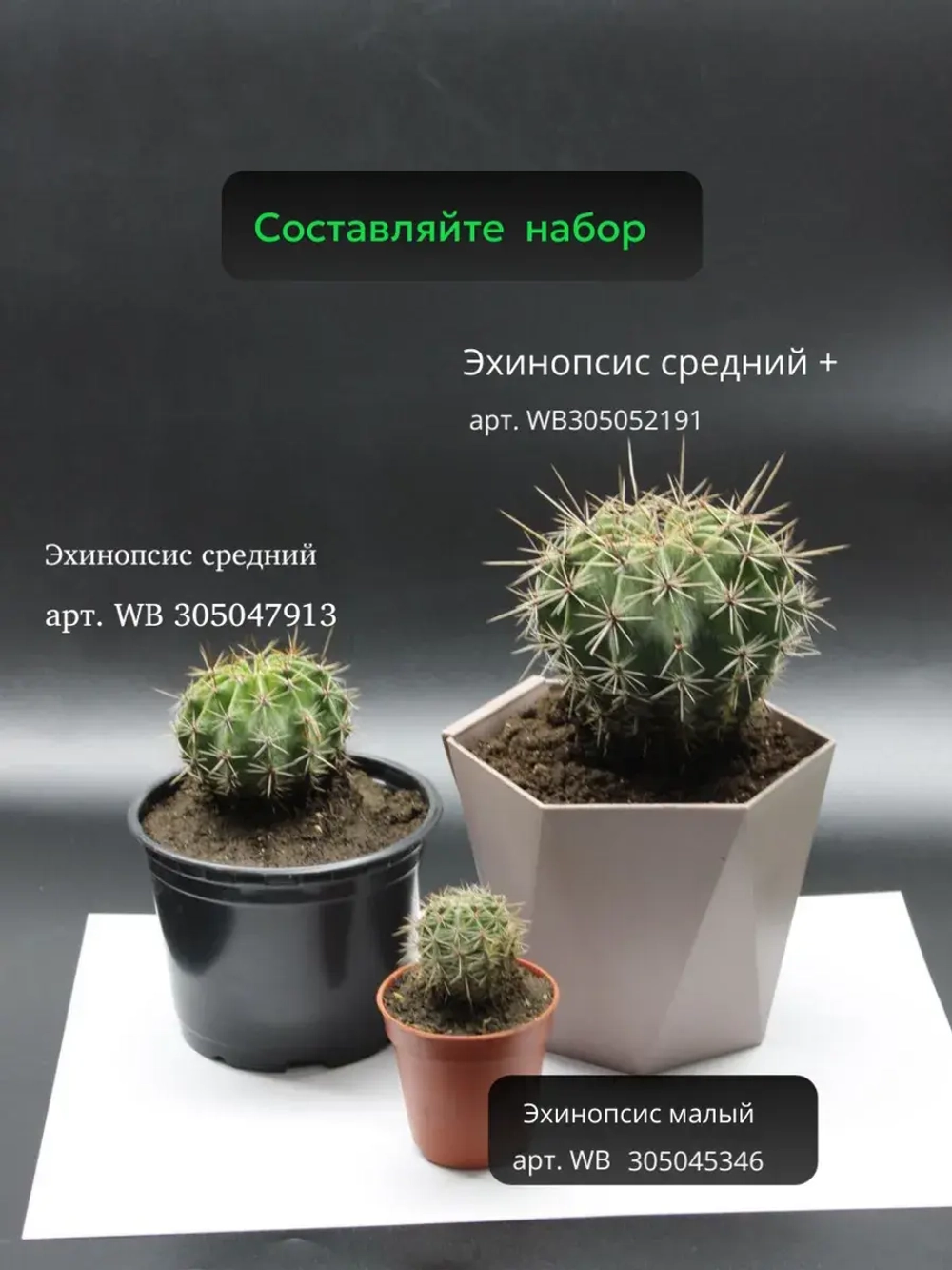 Кактус живой эхинопсис малый 3-5 см.