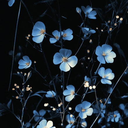 24 - Лесной лён