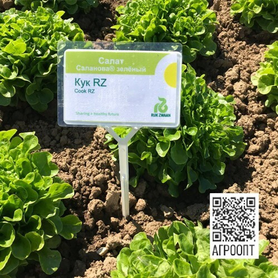 КУК семена салата (Rijk Zwaan | Alexagro) – фото 4