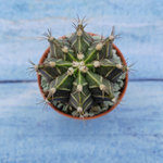 Gymnocalycium Friedrichii (Гимнокалициум)
