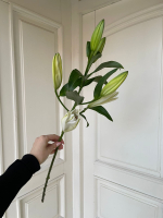 Лилия белая