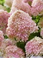 Гортензия метельчатая Литтл Лав