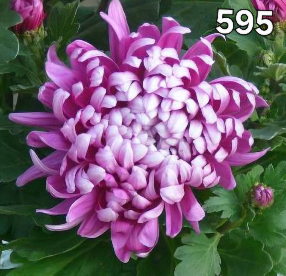 САЖЕНЦЫ ХРИЗАНТЕМЫ ГОРШЕЧНАЯ 595 КОСМО ПУРПЛ