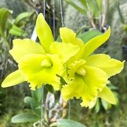 Орхидея ринхолелиокаттлея RLC. PORT OF PARADISE