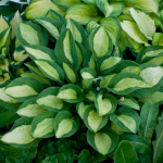 Хоста гибридная Джипси Роуз С2