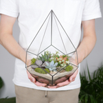 Набор для создания флорариума с суккулентами Капля