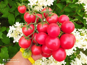 Малина Трестон (Raspberry Treston, США) сорт томата