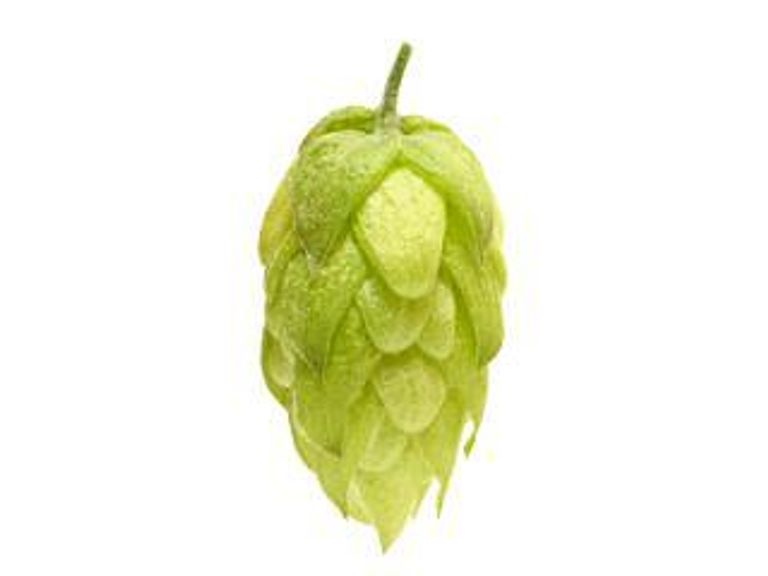 Новый хмель в продаже