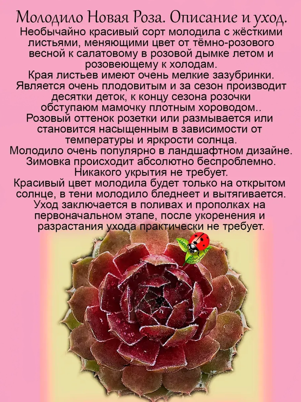 Молодило хамелеон Новая роза