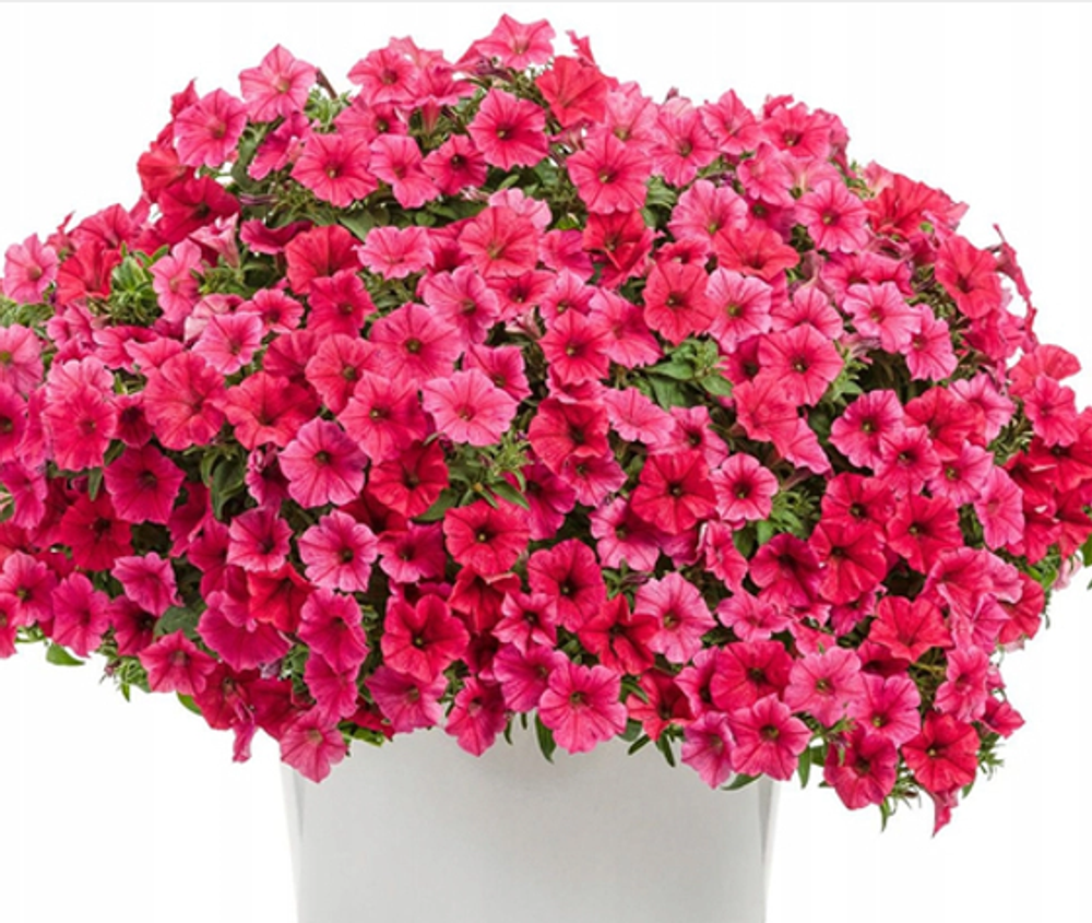 Петуния Vista Paradise ЕВРО укорененный черенок ФЕВРАЛЬ 26