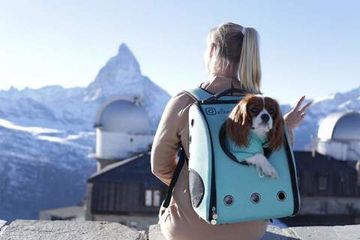 Путешествуя с питомцем Путешествуя с питомцем