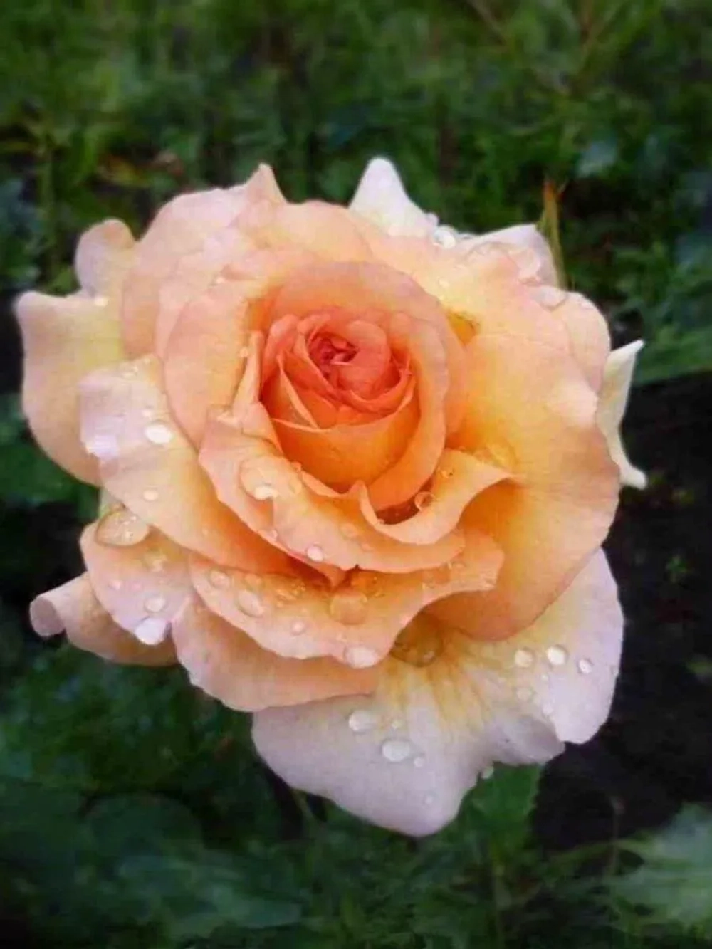 Роза флорибунда Кокард