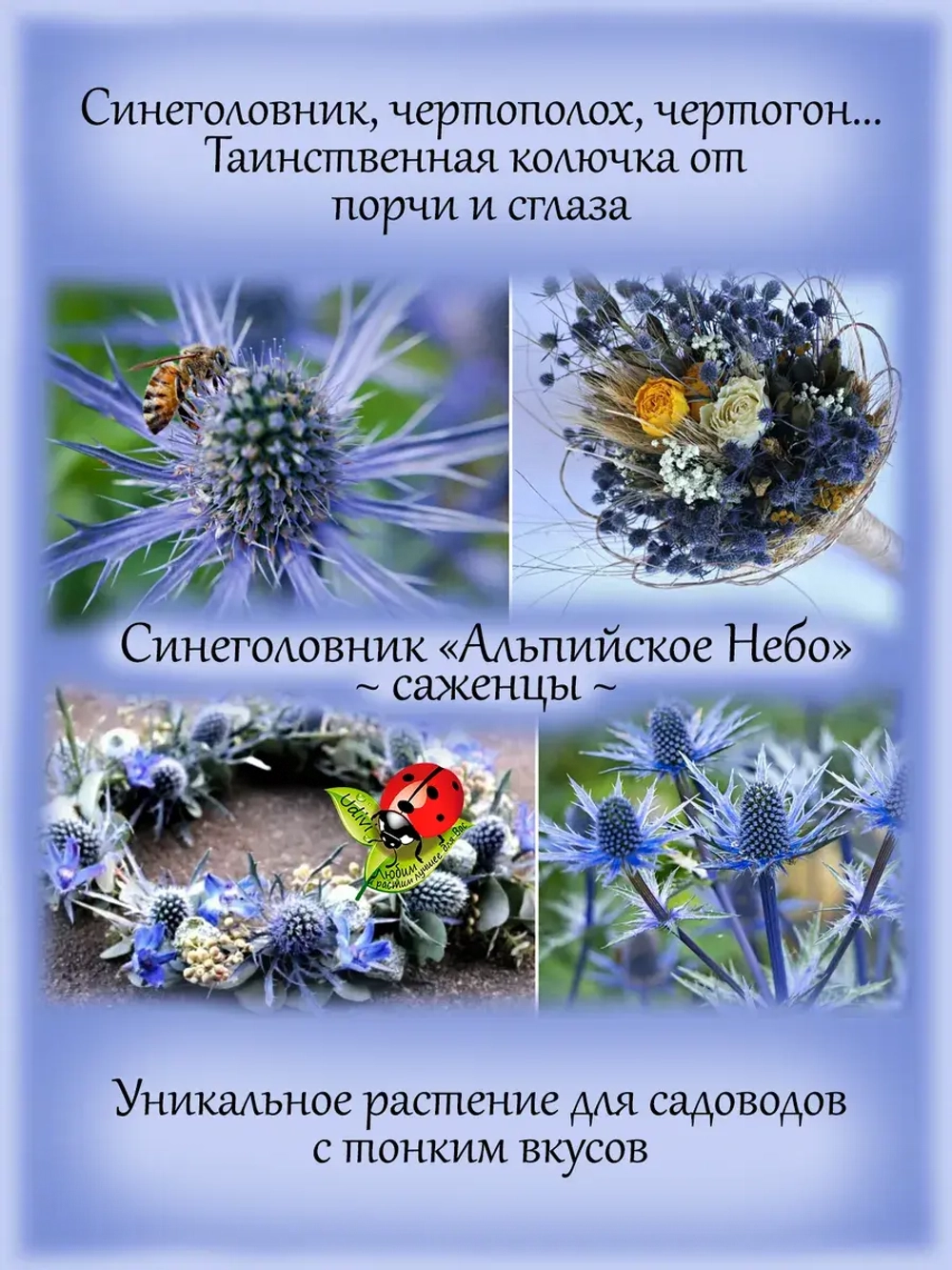Синеголовник Альпийское небо чертополох