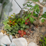 Флорариум бонсай Астероид с озером