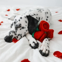 8 Марта! Классический набор. 🐶