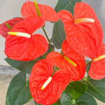 Антуриум Андрэ ATLAS