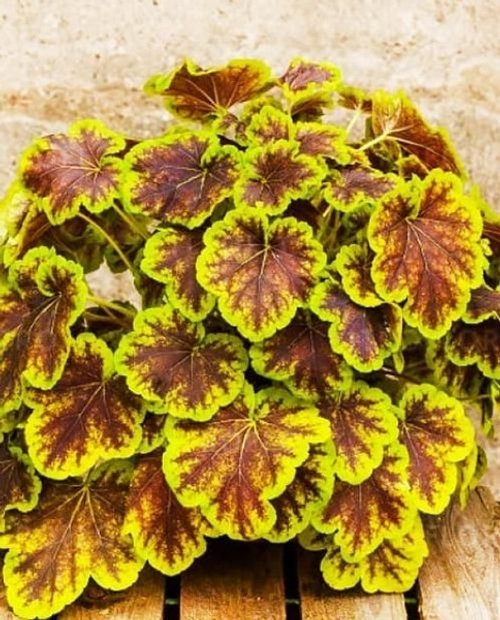 Гейхера Солар Эклипс