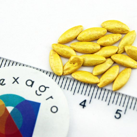 ДИРИГЕНТ F1 семена огурца партенокарпического (Rijk Zwaan) описание