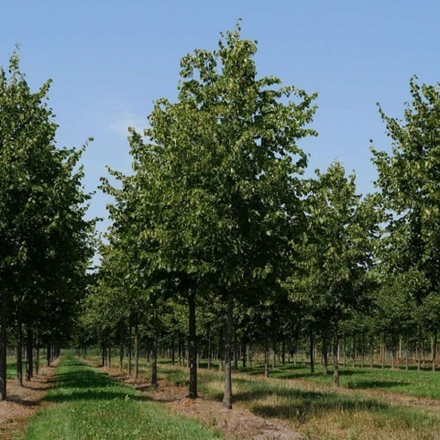 Липа европейская Паллида