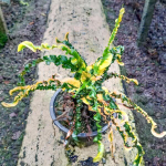 Кротон JAO NGO