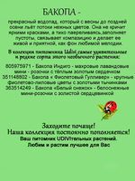 Бакопа Индиго махровая ампельная