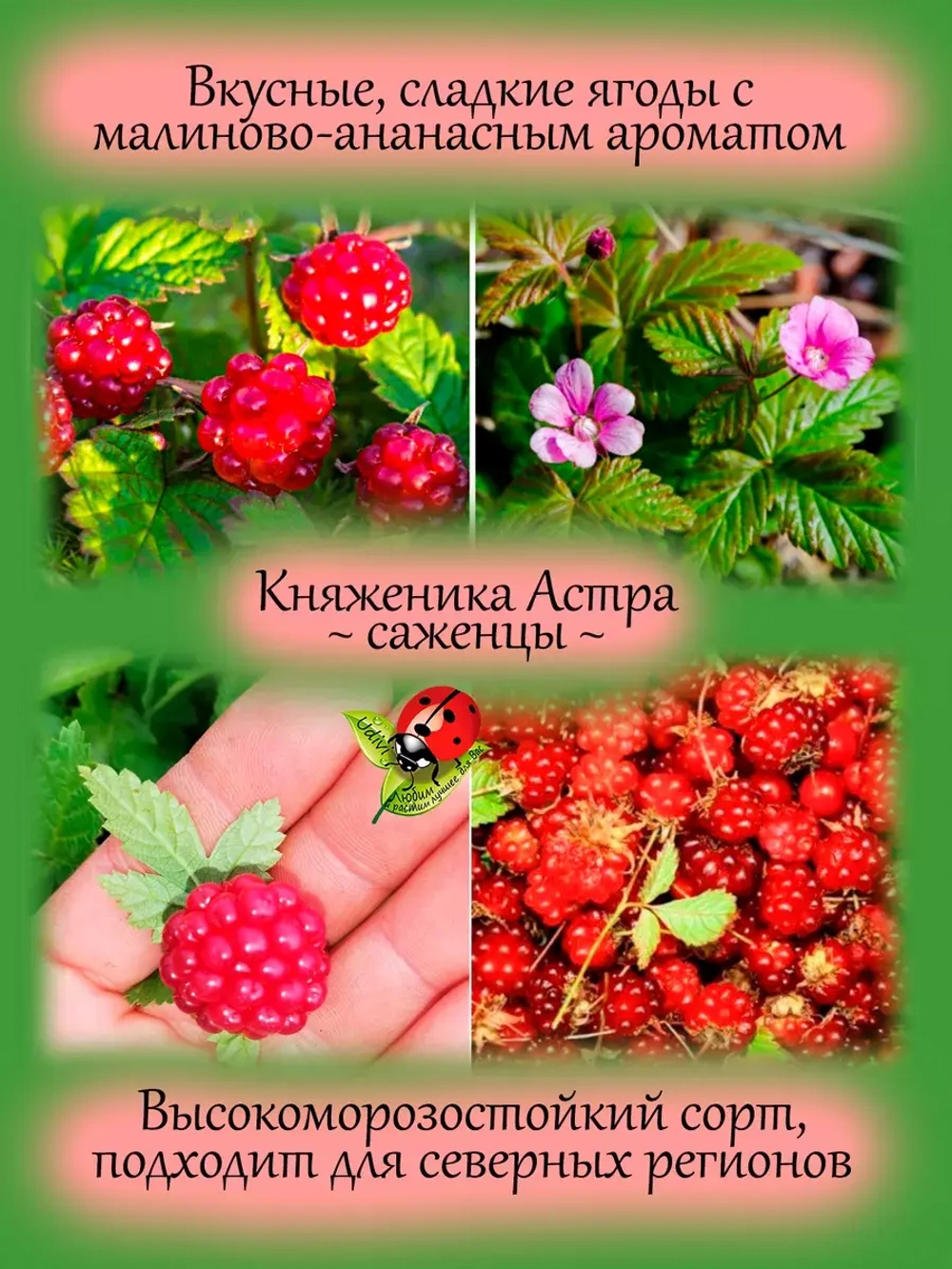 Княженика Астра княжья ягода